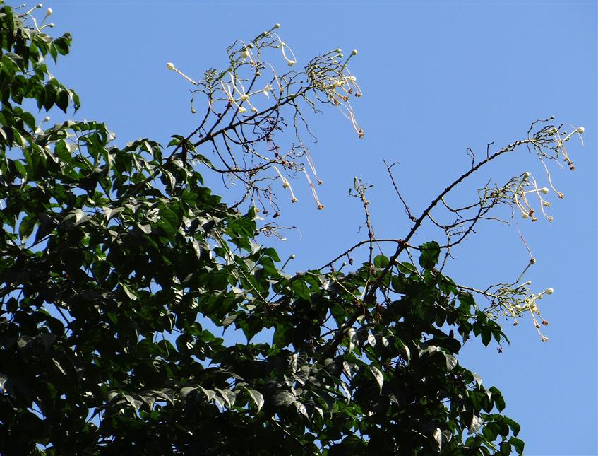 Millingtonia hortensis